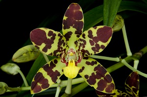 Ansellia africana 'Arnilicious' AM